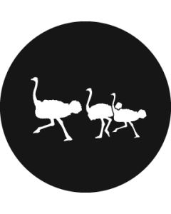 Ostrich gobo